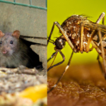 República Dominicana reduce casos de dengue, malaria y leptospirosis