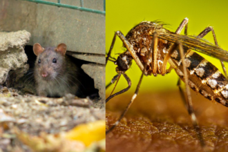 República Dominicana reduce casos de dengue, malaria y leptospirosis