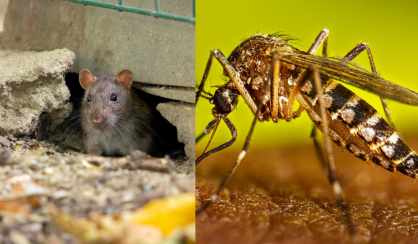 República Dominicana reduce casos de dengue, malaria y leptospirosis